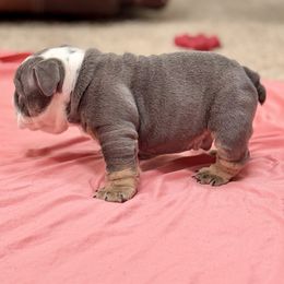 Girl 1 - Black tri-color female Bulldog puppy in Norco, California from Alizah Bulldogs