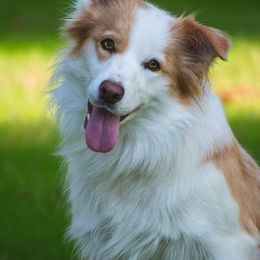 Maddie - Border Collie