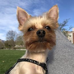 Teddy - Yorkshire Terrier