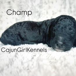 Champ - Blue male Poodle puppy in Denton, Maryland from Cajun Girl Kennels