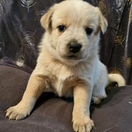 Katniss - Red speckled female Australian Cattle Dog puppy in Sneedville, Tennessee from JoAnn's Australian Cattle Dogs