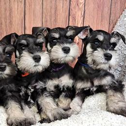 Miniature Schnauzer Puppies from Halo Schnauzer