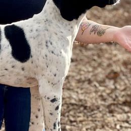 German Shorthaired Pointers from SLC Gun Dogs