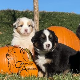 Australian Shepherd Puppies from Cedarville Aussies
