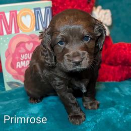 Primrose - Brown female Cockapoo puppy in Sunset, Louisiana from Cano Cockapoos