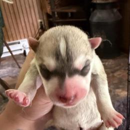 Boy 3 - Gray and white male Siberian Husky puppy in Amery, Wisconsin from Sovereign Siberians