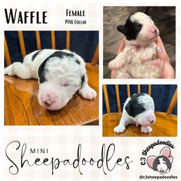 Waffle - Black and white female Sheepadoodle puppy in Bloomfield, New Jersey from C3 Sheepadoodles