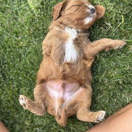 Cavapoo Puppies from Columbia Basin Puppies
