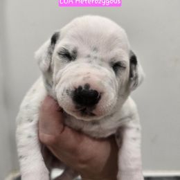 Pink Collar Girl - White and black female Dalmatian puppy in Centereach, New York from LINY Dalmatians