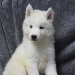Siberian Husky Puppies from T and T Kennels
