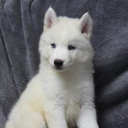 Siberian Husky Puppies from T and T Kennels