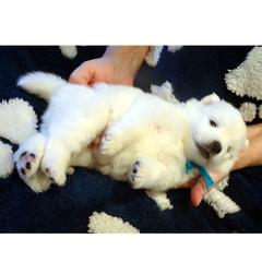 Blue - White male American Eskimo Dog puppy in Redlands, Ca, Usa, California from Tribe of Aryelle