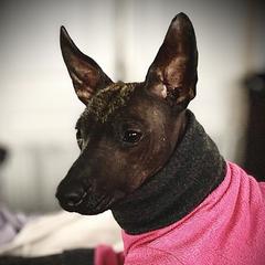 Farrah  - Xoloitzcuintli