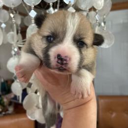 Boi - Red male Pembroke Welsh Corgi puppy in Delton, Michigan from CorGizmo