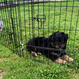 Australian Shepherd Puppies from IQ Farms Australian Shepherds