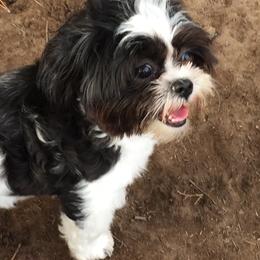 Layla - Shih Tzu