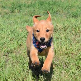 Purple Collar - Yellow female Labrador Retriever puppy in Gober, Texas from Trigger Time Kennels