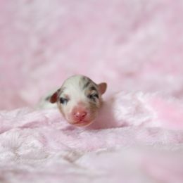 Australian Shepherd Puppies from Mezzo Australian Shepherds