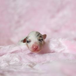Australian Shepherd Puppies from Mezzo Australian Shepherds