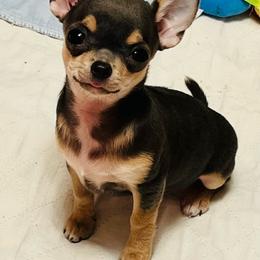 Giovanna - Blue and tan female Chihuahua puppy in Buffalo Grove, Illinois from Piccoli Amici Chihuahuas