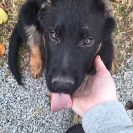 German Shepherds from Judds German Shepherds