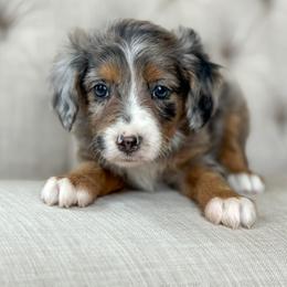 Tuesday💙 - Blue merle female Aussiedoodle puppy in Granbury, Texas from Triple Cross Doodles