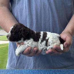 Girl 1 - Brown roan female Lagotto Romagnolo puppy in Sugar Valley, Georgia from Pinnacle Farm and Kennel