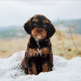 Pink Collar - Brown and tan female Cockapoo puppy in Missoula, Montana from Big Sky Cockapoos