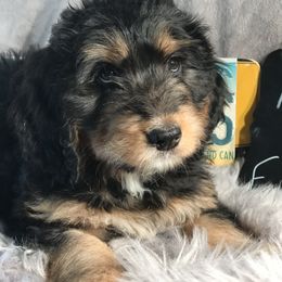 Bernedoodle and Goldendoodle Puppies from Camp Doodle Woods