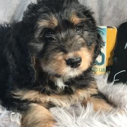 Bernedoodle and Goldendoodle Puppies from Camp Doodle Woods