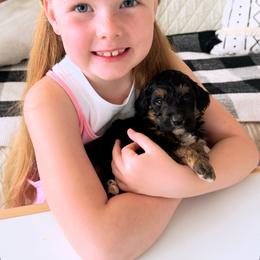 Eden - Black tri-color female Aussiedoodle puppy in Orland, California from Shockley’s Elite Doodles