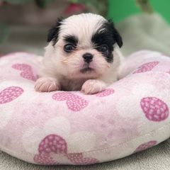 Girl 1 - Black and white female Japanese Chin puppy in Clark County, Nevada from My Pride Poodles & Japanese Chins