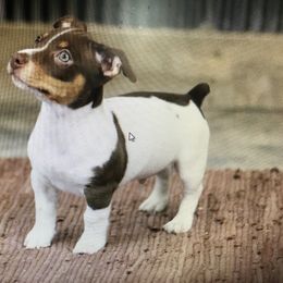 Teddy Roosevelt Terrier Puppies from Big Grove Farms