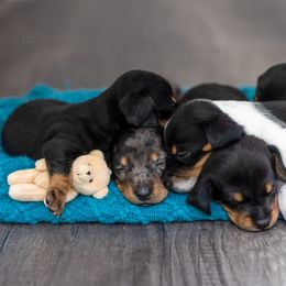 Dachshund Puppies from Beyond the Tail