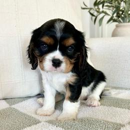 Muffin - Tri-color male Cavalier King Charles Spaniel puppy in Buckeye, Arizona from Parks Cavaliers