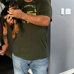 "D litter pup with new family " Rottweiler Puppies from VHWilliamsRottweilers