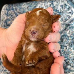 Baron - Red  male Goldendoodle puppy in Wharton, Texas from Little Fur Friends