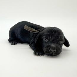 Cosmo (solid black) - Black male Dachshund puppy in Waddell, Arizona from Neu Doxies