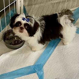 Tinker Bell - Liver and white female Shih Tzu puppy in Miami, Florida from Mayra’s Shih Tzus