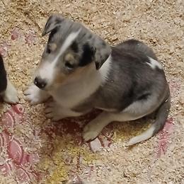 Turner - Blue merle white and tan male Collie puppy in St Stephens, Wyoming from Desert Kennels