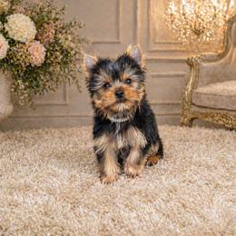 Piper - Black and tan female Yorkshire Terrier puppy in Smithville, Oklahoma from Bristy’s Pampered Pups