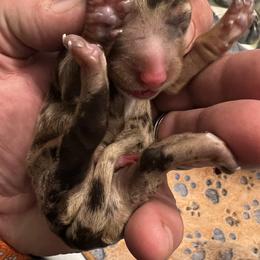 Dachshund Puppies from Witchy Woman’s Wiener’s