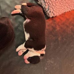 Border Collie Puppies from Hounds of Rabbit Hill
