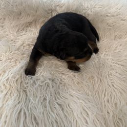 Boy 3 - male Rottweiler puppy in Denver, Colorado from Denver Rottweilers