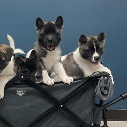 Akita from Tread Lightly Akitas