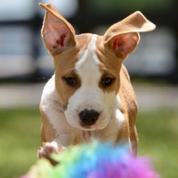 Ready - Red male American Staffordshire Terrier puppy in St. Augustine, Florida from LBK & Ancient City