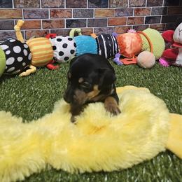 Girl 1 - female Miniature Pinscher puppy in Baton Rouge, Louisiana from Pike's Pups