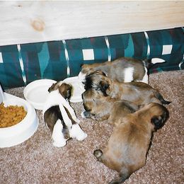 Shih Tzu Puppies from Shih Tzu Dreams Come True