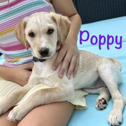 Poppy - female Golden Mountain Doodle puppy in Ormond Beach, Florida from Honeycomb Doodles