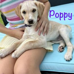 Poppy - female Golden Mountain Doodle puppy in Ormond Beach, Florida from Honeycomb Doodles